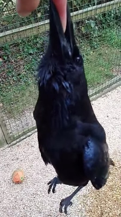 Manual raven