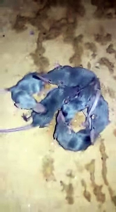 Dance of Rats