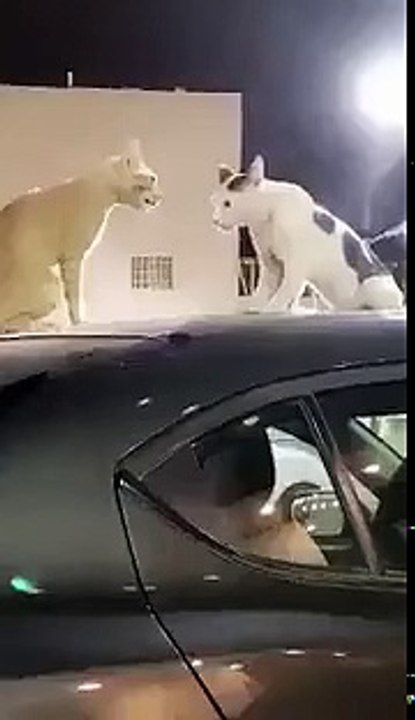 Cat Fight