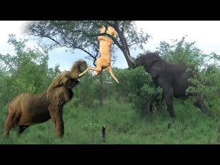 The Elephant Chase The Lion Up The Tree Pushing The Big Down