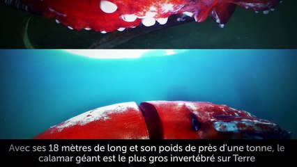 Ont-ils Trouvé un Mégalodon Vivant Dans la Fosse Des Mariannes ?