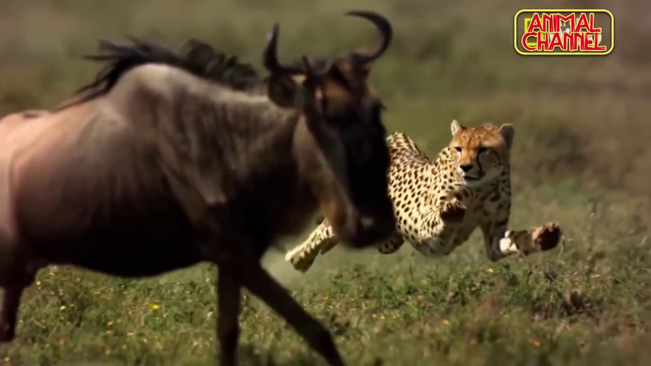 Big Cat Attacks a