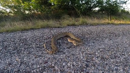 Voilà ce qui arrive quand on énerve un serpent à sonnettes