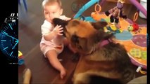 Cachorro Pastor Alemão Protege Bebês e Crianças Compilação _ Cães Que Protegem