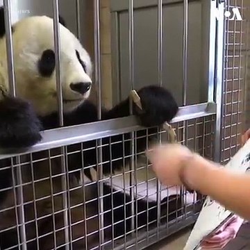 یانگ یانگ، نام خرس پاندای نقاشی است که با نقاشی هایش در باغ وحشی در شهر وین اتریش به شهرت جهانی رسیده است. تاکنون حدود ۱۰۰ اثر این پاندای ۱۸ ساله به فروش رسیده