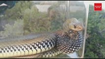 Agentes Forestales retiran una serpiente de una piscina en chalé de Madrid