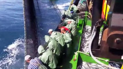 Karadeniz’den palamut fışkırdı...Ağların çekilmesi ile birlikte tekne palamutla doldu taştı