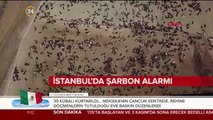 İstanbul'da şarbon alarmı