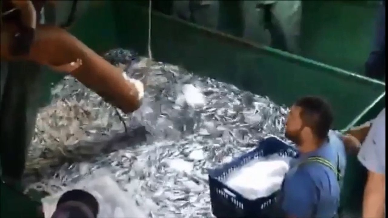 ARMUTLU İLÇESİNİN BALIKÇILARININ YÜZÜ GÜLÜYOR. TONLARCA HAMSİ