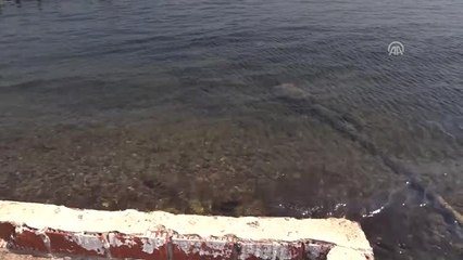 Foça'da Denize Sızan Akaryakıtın Fuel-oil Olduğu Belirlendi