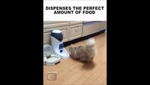 Automatic Cat Food Dispenser