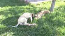 Ayağı ve Patisi Kesilmiş İki Köpek Yavrusu Bulundu