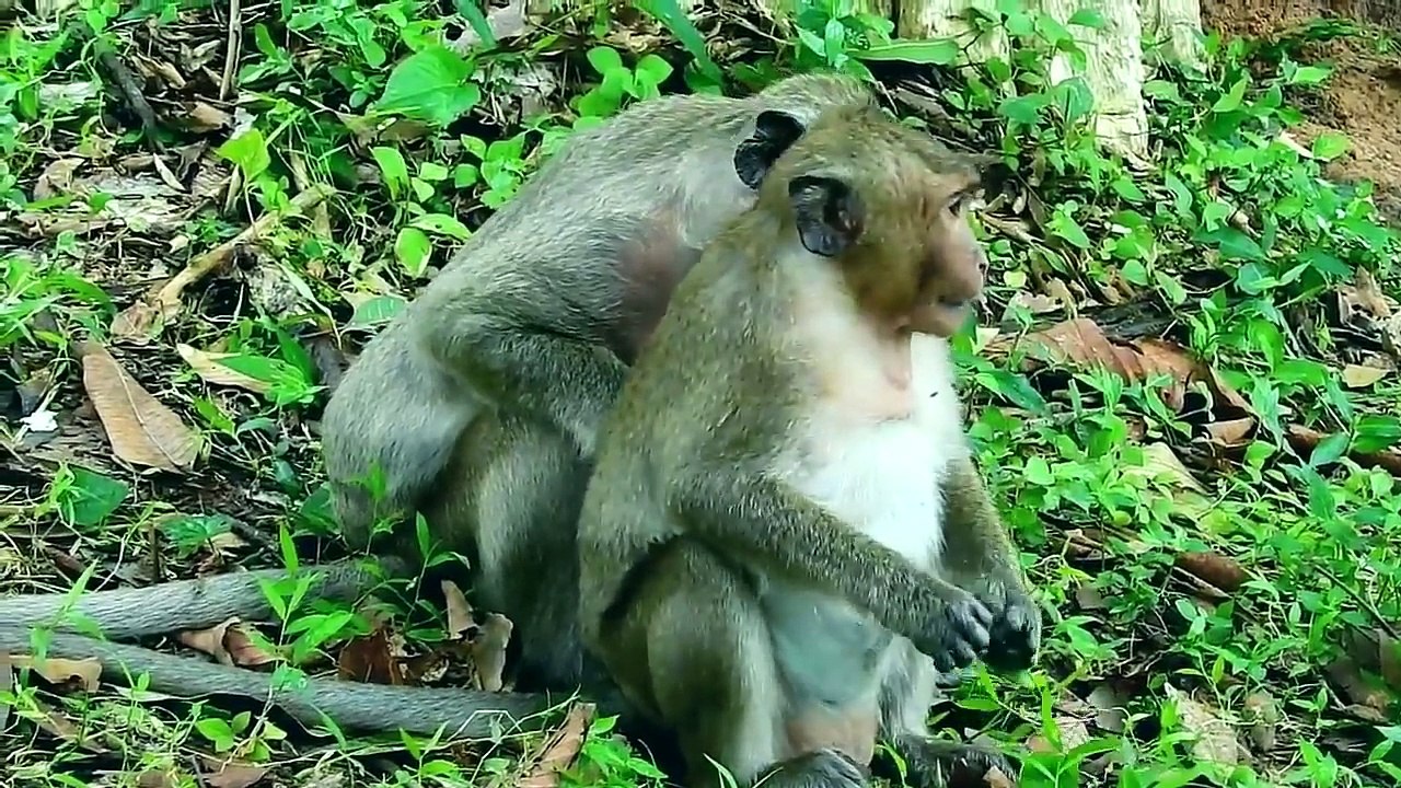 ŚMIESZNE MAŁPY #1  DUBBING: MATT OLECH