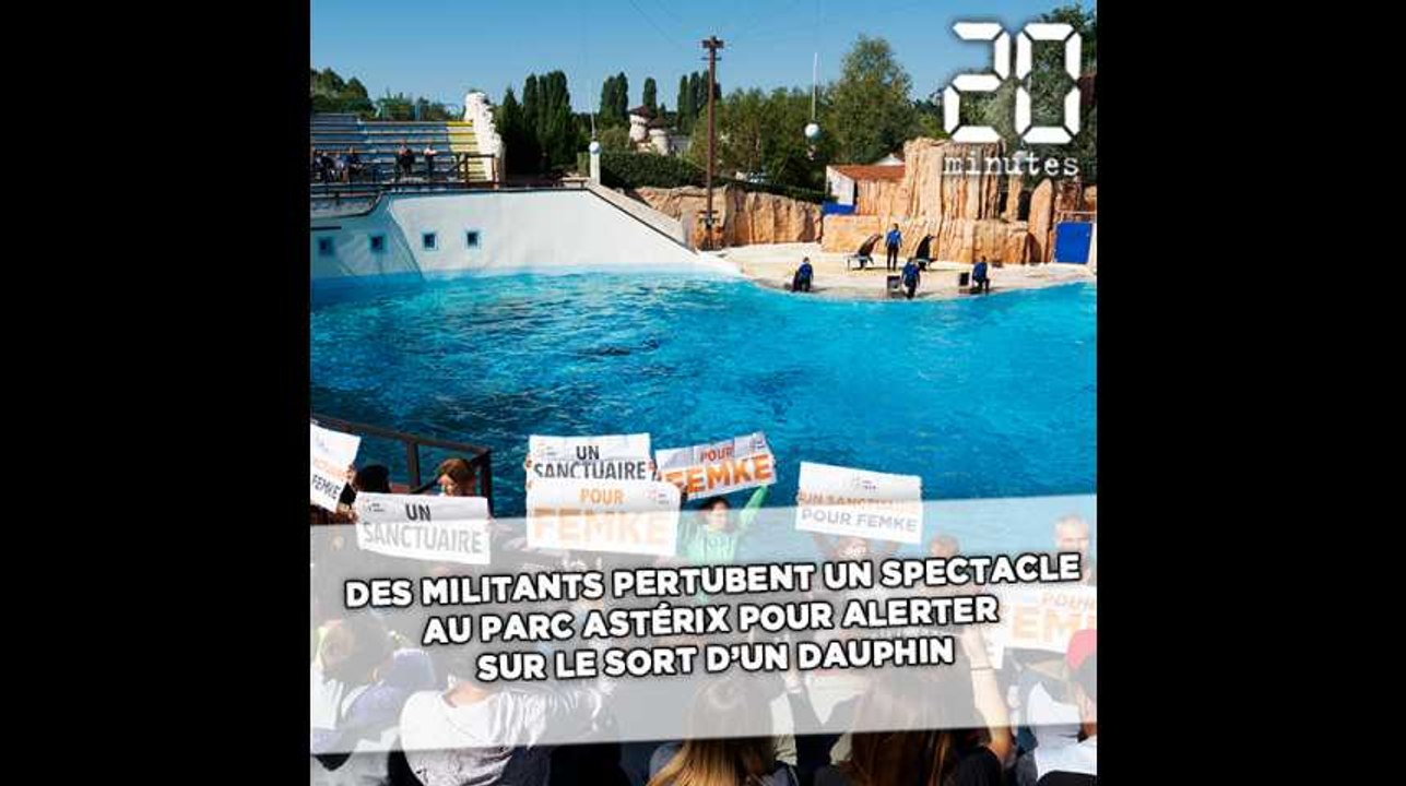 Des militants perturbent un spectacle au Parc Astérix pour «alerter» sur le sort d'un dauphin