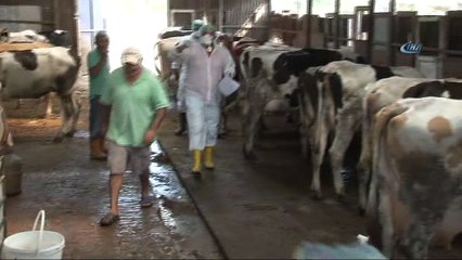 Şarbon şüphesiyle karantinaya alınan mahallerde ilaçlama devam ediyor