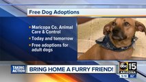 MCACC offering FREE adoptions for adult dogs!