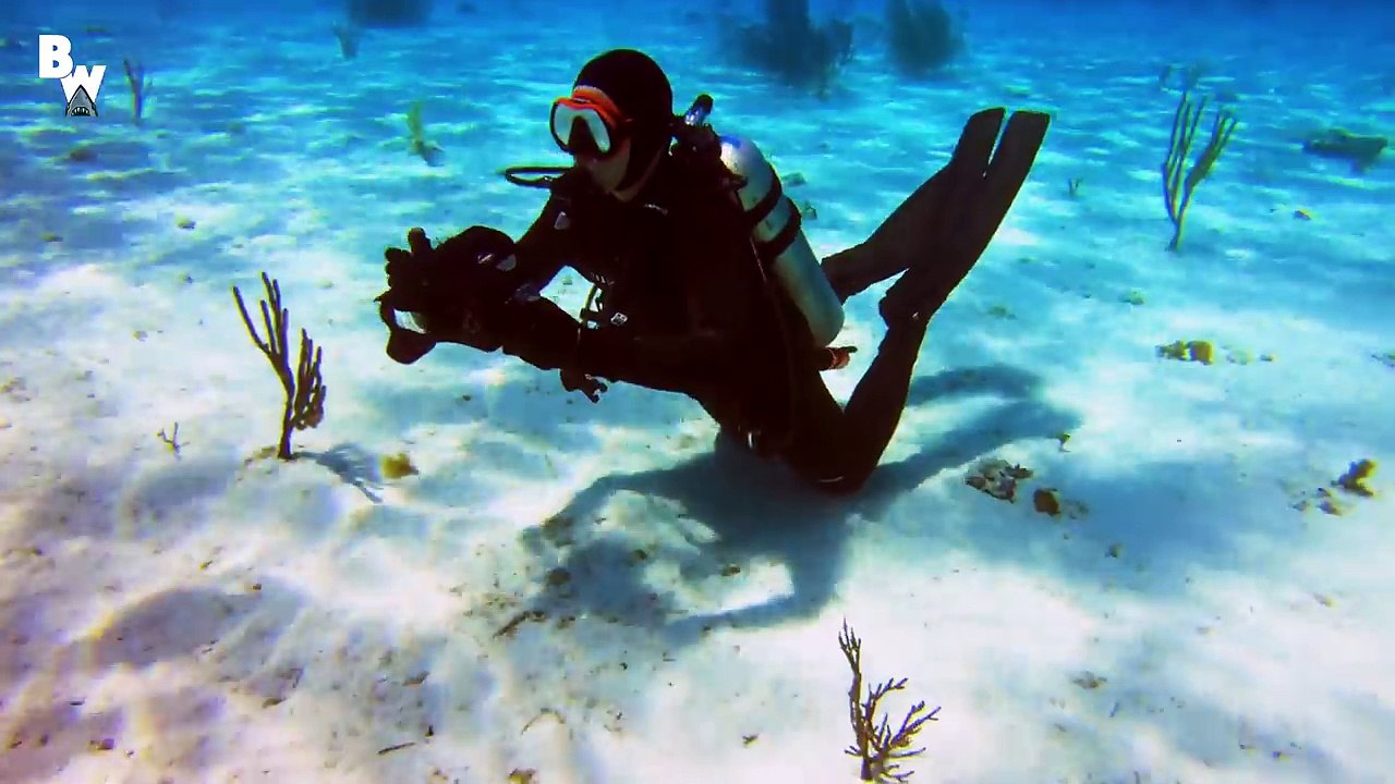 Tiger Shark FACE-OFF!