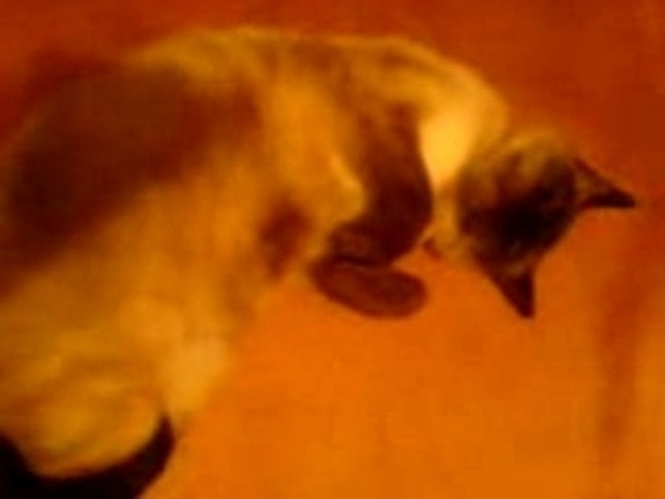 trop fort mon chat!!!!