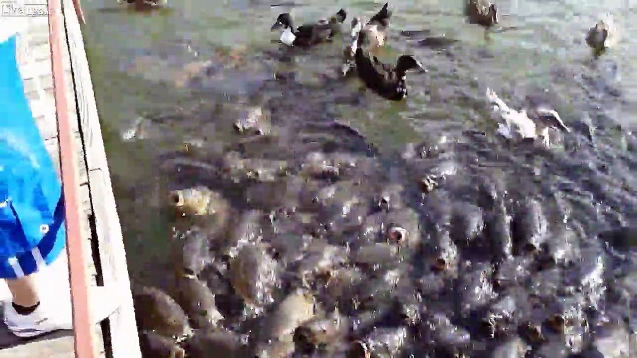 Impressionnant - ces carpes sont affamées par centaines au bord de l'eau !