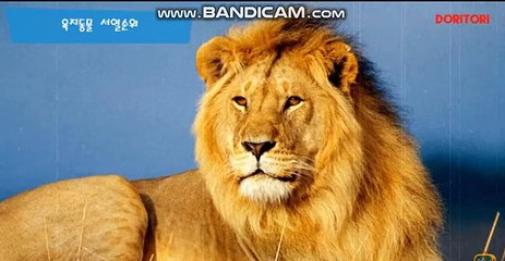 #토토솔루션 임대 창업 방법 운영 24시상담 카톡:soft2580 스카이프:soft2580