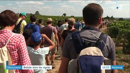 Découverte : balade dans les vignes