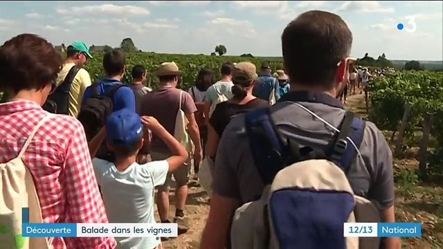 Découverte : balade dans les vignes