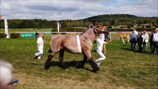 Le concours national des chevaux de trait ardennais à l'hippodrome de Vittel