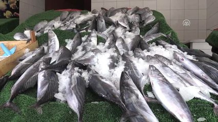 Su Ürünlerinde Av Yasağının Sona Ermesi - Zonguldak