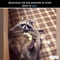 J'le jure c'est pas moi !