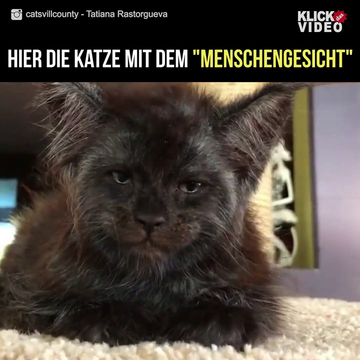 Eine Katze mit einem 'Menschengesicht' Via: Tatiana Rastorgueva cattery Catsvill CountyWebsite>  Instagram>  Facebook>