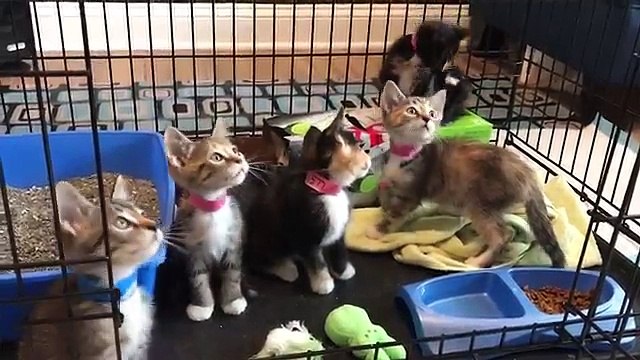 Funniest Pets - Animals of the Week Compilation June 2018 | Hilarious Try Not to Laugh Animals Fail