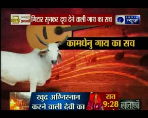 जन्माष्टमी special: बजेगा संगीत, निकलेगा दूध, गिटार सुनकर दूध देने वाली गाय का सच