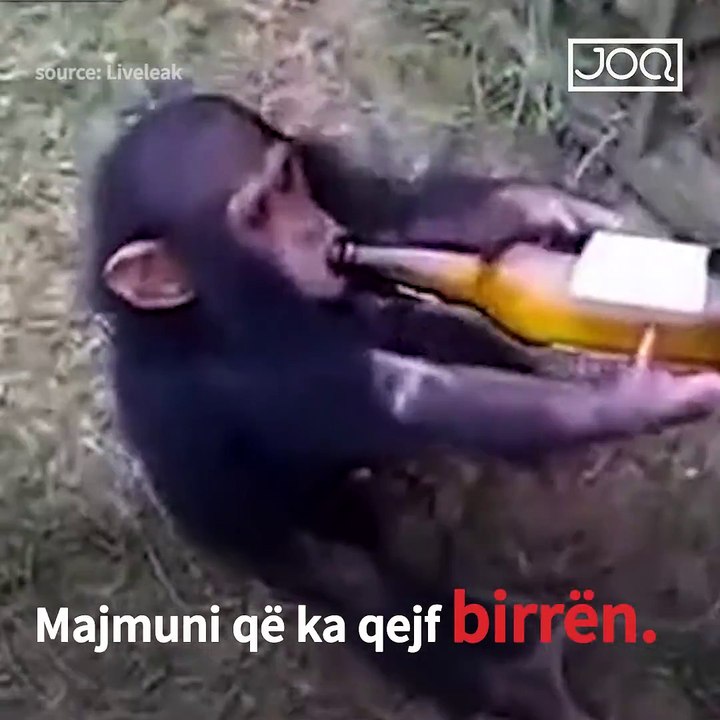 Majmuni pijanec.