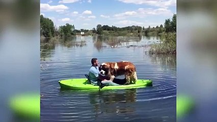 Funniest Pets Hate Water Compilation of 2018 | Funny Pet Videos