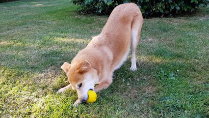 Rouky heureux de jouer
