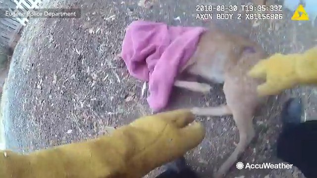 Police officer rescues baby fawn trapped on fence