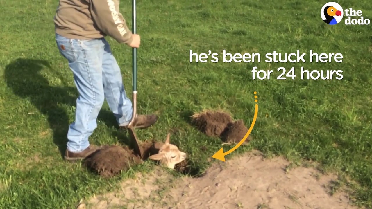 Il trouve un bébé alpaga coincé dans un trou dans le sol