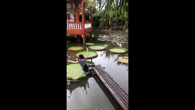 Elle pensait pouvoir marcher sur un nénuphar géant... raté
