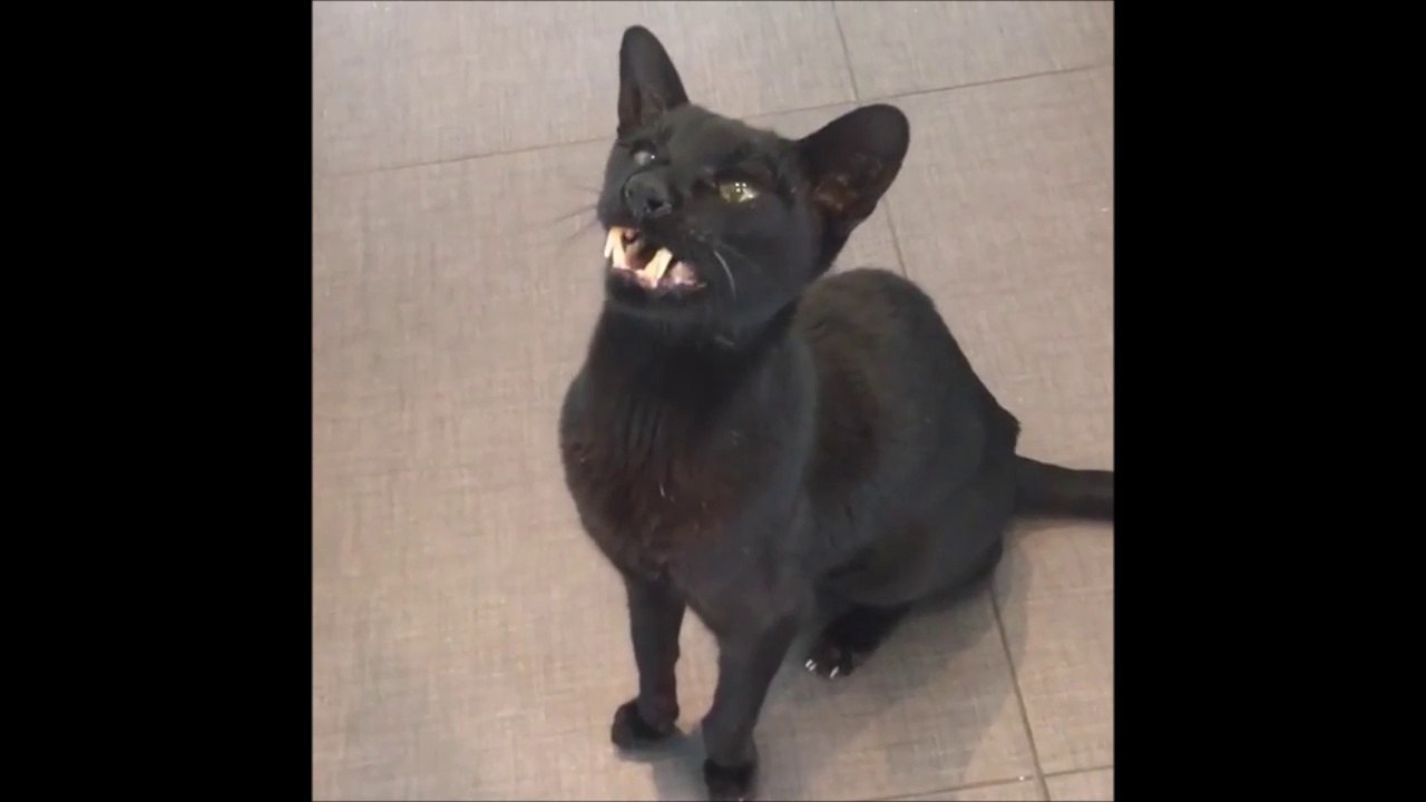 Un chat-vampire
