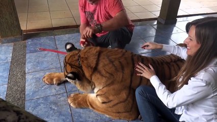 Elle réalise son rêve : caresser un tigre