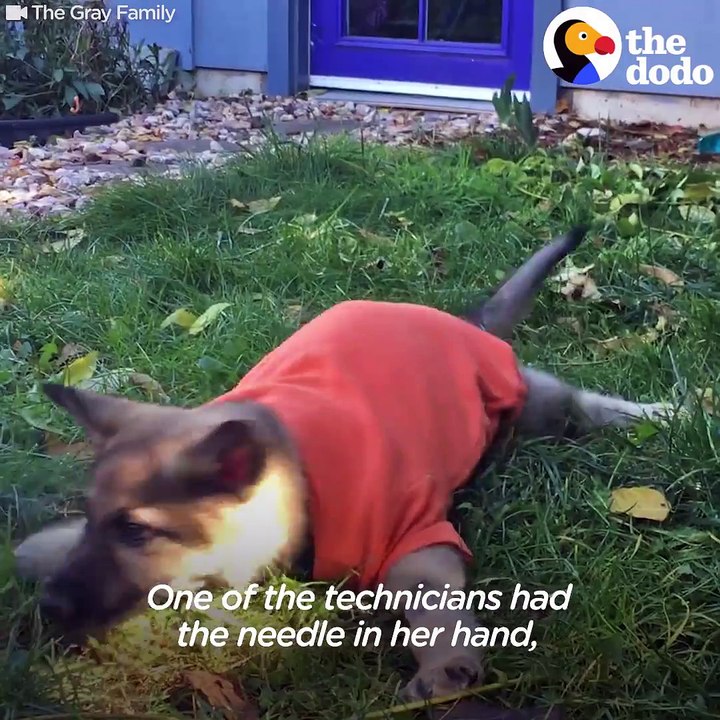 When this puppy was rescued, she was named Starfish because she could only lie flat like a pancake. But she REALLY wanted to keep up with her family — and she t