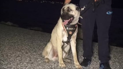 Aracın Arkasına Bağlanıp Sürüklenen Köpek 'Turizm Zabıtası' Oldu