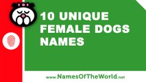 10 unique female dogs names -  the best pet names - www.namesoftheworld.net