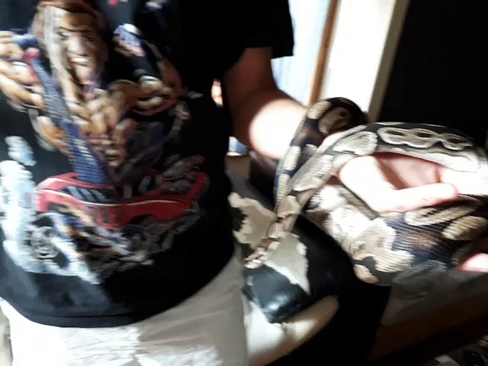 Thonon : Tux, le python fugueur est rentré au b...