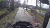 Un scooter aide cette femme à arrêter son cheval parti au galop sur cette route