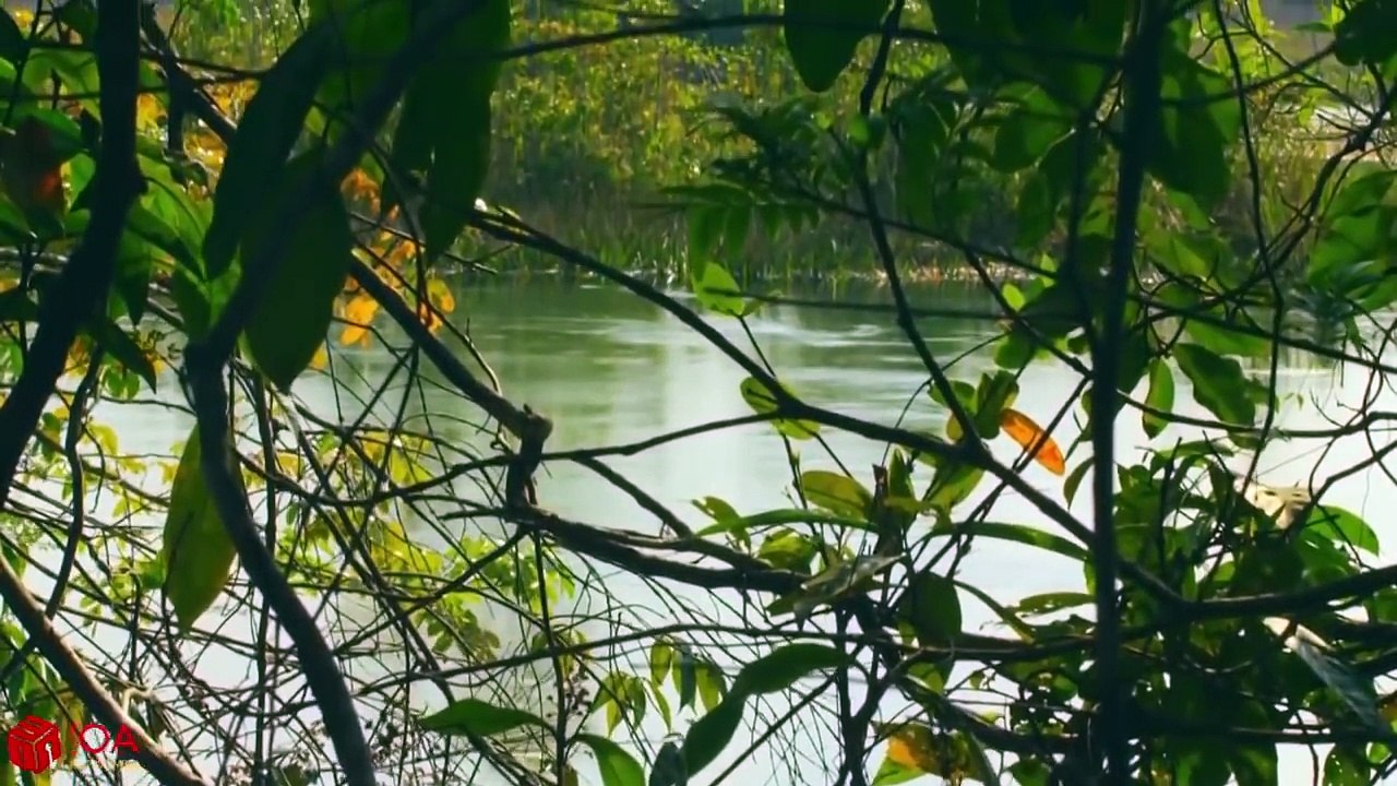 Amazing Jaguar Hunting Crocodile While Sleeping - Big Battle Animals Real