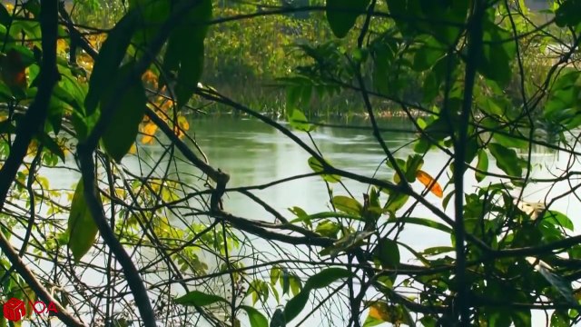 Amazing Jaguar Hunting Crocodile While Sleeping - Big Battle Animals Real