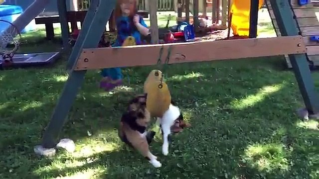 Funniest Pets - Animals of the Week Compilation May 2018 | Hilarious Try Not to Laugh Animals Fail