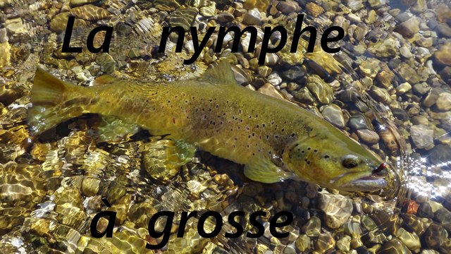 LA nymphe à grosse truites