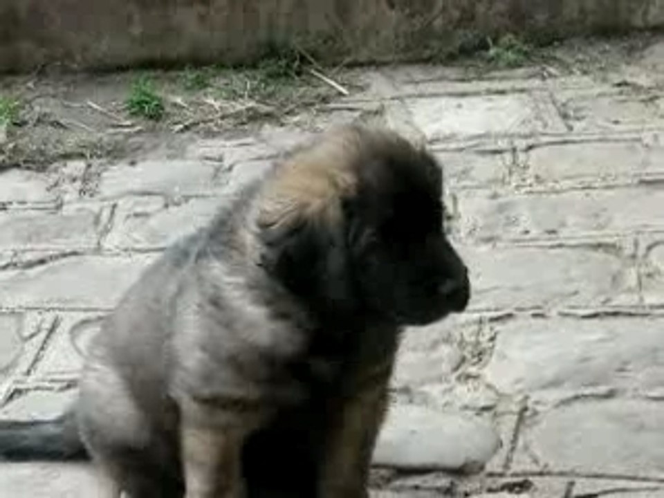 Leonbergs, chiots de six semaines.